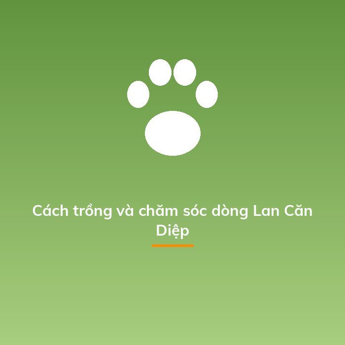 Cách trồng và chăm sóc dòng Lan Căn Diệp