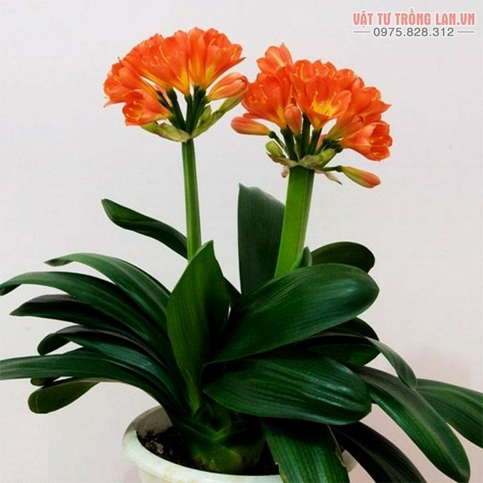 KỸ THUẬT TRỒNG HOA LAN QUÂN TỬ – Vật Tư Trồng Lan