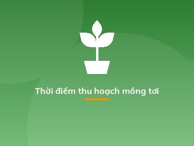 Thời điểm thu hoạch mồng tơi