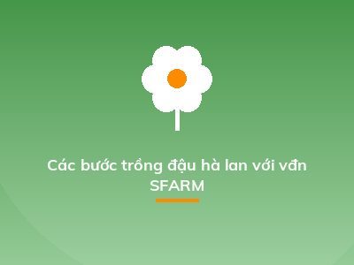 Các bước trồng đậu hà lan với vđn SFARM