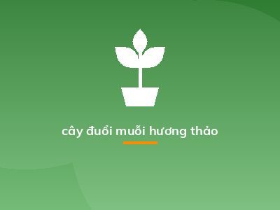 cây đuổi muỗi hương thảo