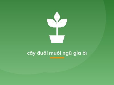 cây đuổi muỗi ngũ gia bì