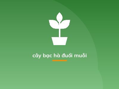 cây bạc hà đuổi muỗi