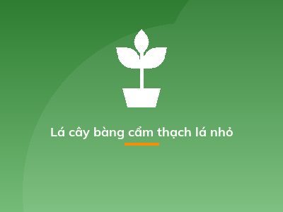 Lá cây bàng cẩm thạch lá nhỏ
