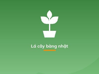 Lá cây bàng nhật