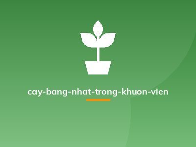 cay-bang-nhat-trong-khuon-vien