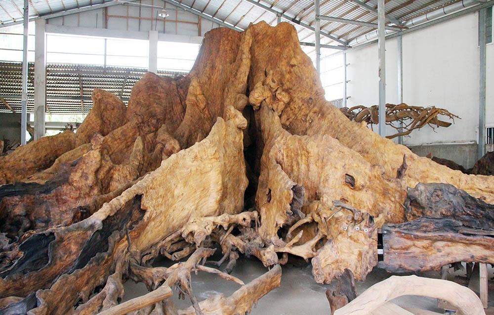Gốc cây 'báu vật' 35 tỷ đồng từng gây xôn xao miền Tây, giờ ra sao?