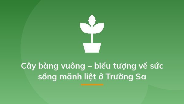 Cây bàng vuông – biểu tượng về sức sống mãnh liệt ở Trường Sa
