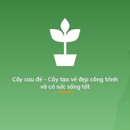Cây cau đẻ - Cây tạo vẻ đẹp công trình và có sức sống tốt