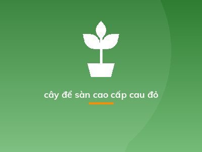 cây để sàn cao cấp cau đỏ