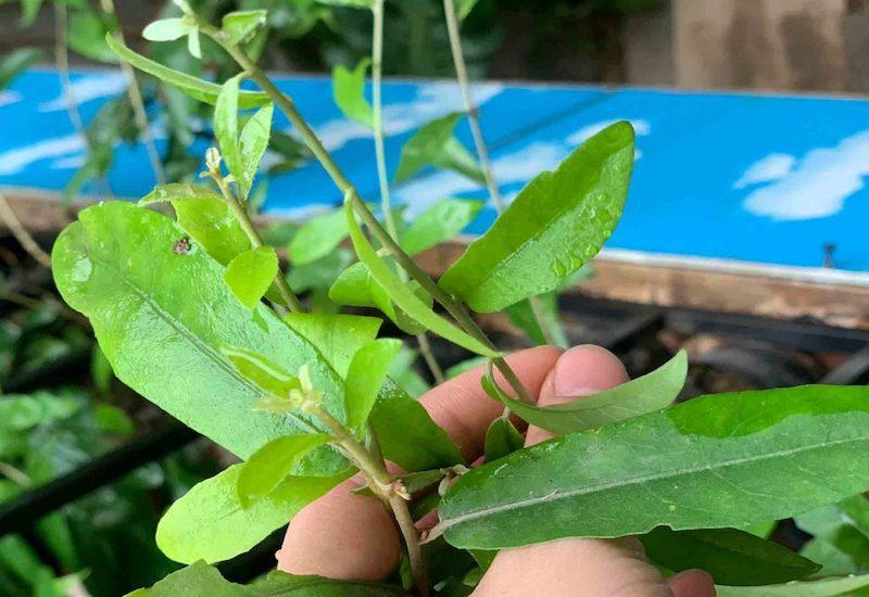Đặc điểm, thành phần hóa học và công dụng của cây cúc tần