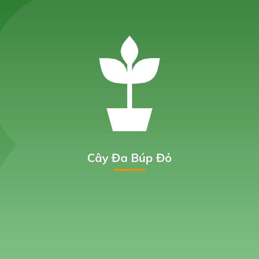 Cây Đa Búp Đỏ