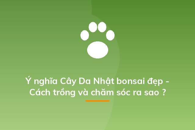 Ý nghĩa Cây Da Nhật bonsai đẹp - Cách trồng và chăm sóc ra sao ?