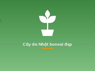 Cây da Nhật bonsai đẹp