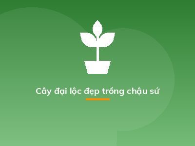 Cây đại lộc đẹp trồng chậu sứ