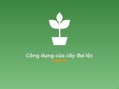 Công dụng của cây đại lộc