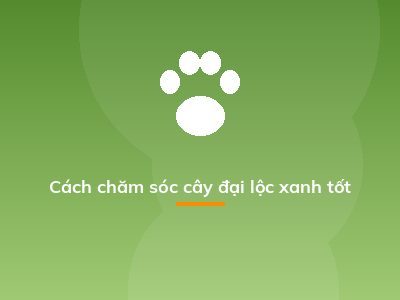 Cách chăm sóc cây đại lộc xanh tốt