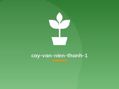 cay-van-nien-thanh-1