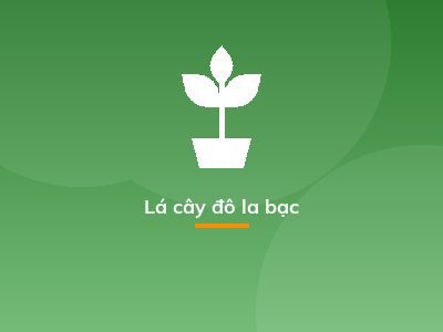 Lá cây đô la bạc