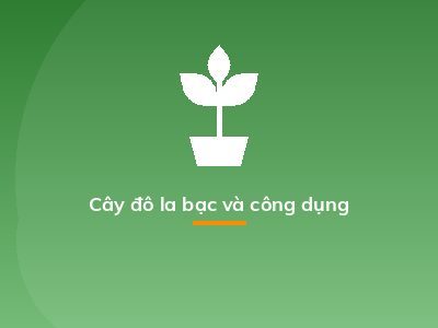 Cây đô la bạc và công dụng