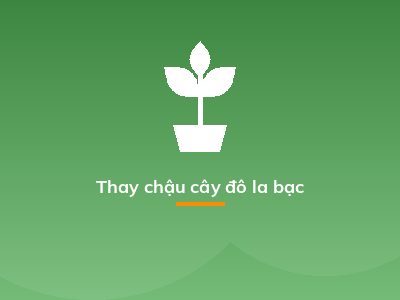 Thay chậu cây đô la bạc