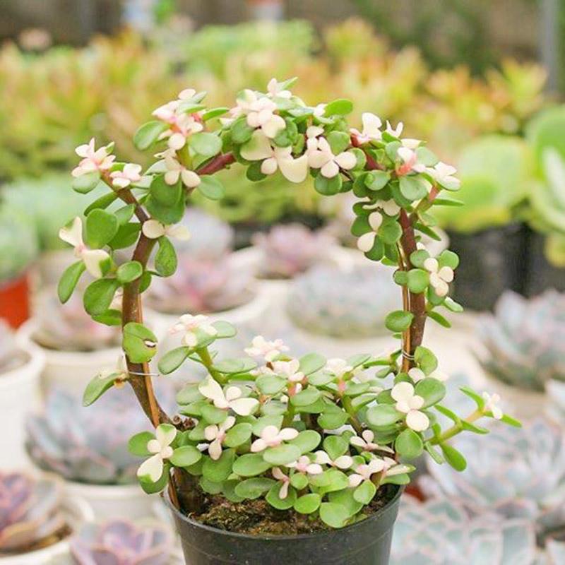 Công dụng gắn liền với cây sen đô la trắng