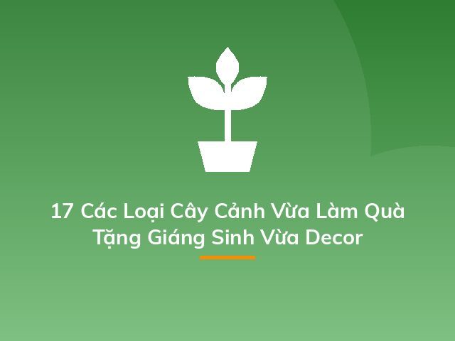 17 Các Loại Cây Cảnh Vừa Làm Quà Tặng Giáng Sinh Vừa Decor