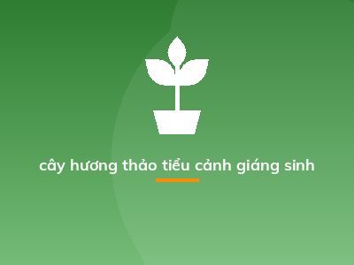 cây hương thảo tiểu cảnh giáng sinh