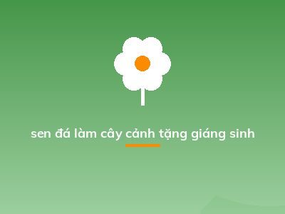 sen đá làm cây cảnh tặng giáng sinh