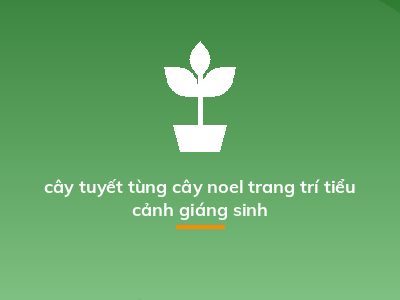 cây tuyết tùng cây noel trang trí tiểu cảnh giáng sinh