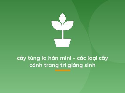 cây tùng la hán mini - các loại cây cảnh trang trí giáng sinh
