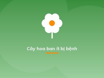 Cây hoa ban ít bị bệnh