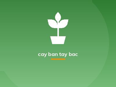 cay ban tay bac