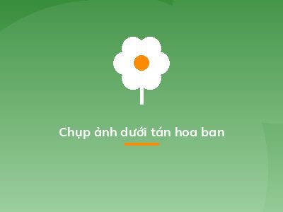 Chụp ảnh dưới tán hoa ban