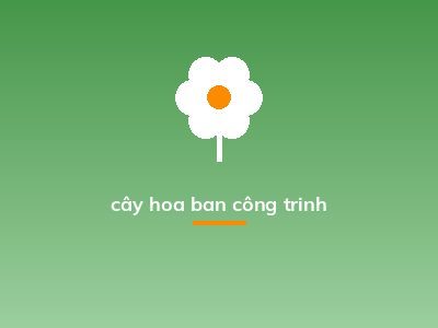 cây hoa ban công trinh