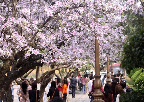 Bán Cây Hoa Ban Tây Bắc giống tốt giá rẻ _ Màu trắng hồng đẹp mắt