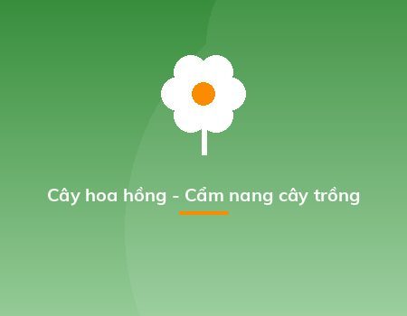 Cây hoa hồng - Cẩm nang cây trồng