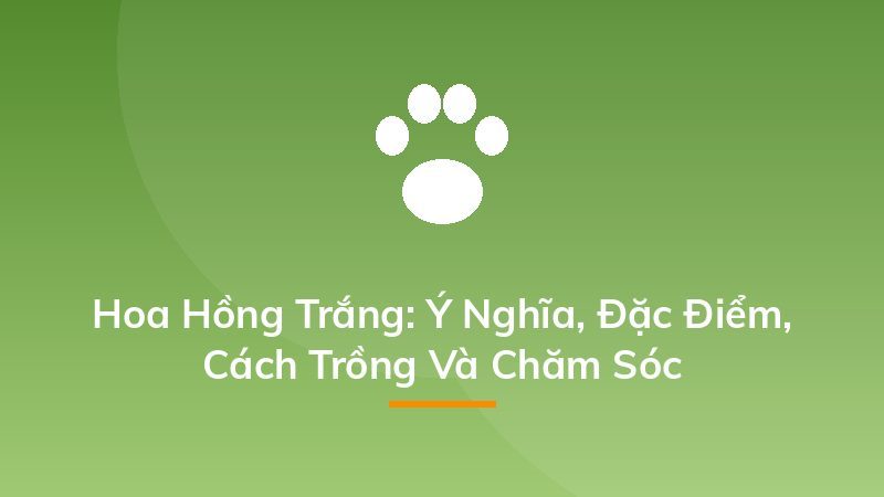 Hoa Hồng Trắng: Ý Nghĩa, Đặc Điểm, Cách Trồng Và Chăm Sóc