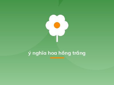 ý nghĩa hoa hồng trắng