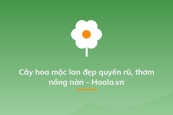 Cây hoa mộc lan đẹp quyến rũ, thơm nồng nàn - Hoala.vn