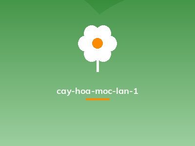 cay-hoa-moc-lan-1