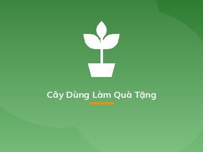 Cây Dùng Làm Quà Tặng