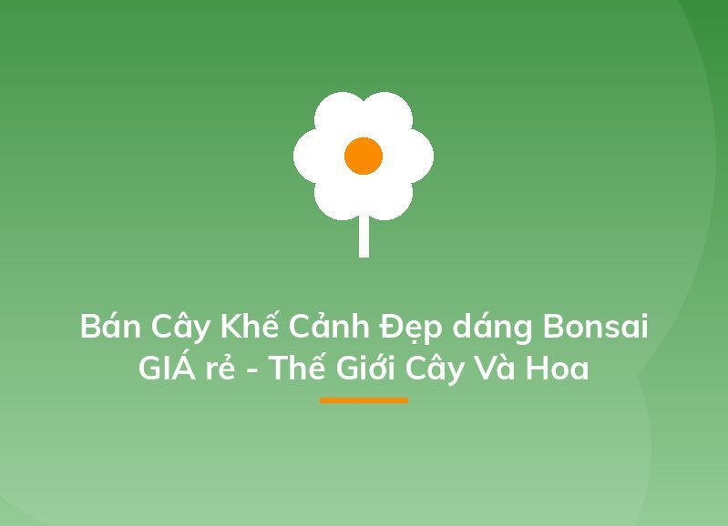 Bán Cây Khế Cảnh Đẹp dáng Bonsai GIÁ rẻ - Thế Giới Cây Và Hoa
