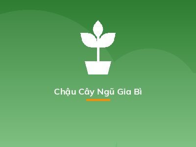Chậu Cây Ngũ Gia Bì