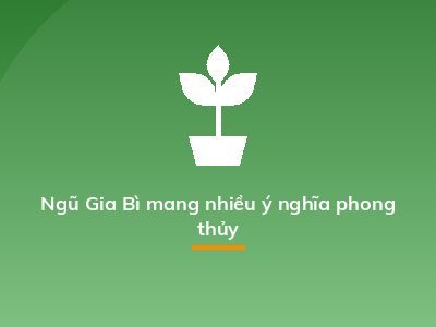 Ngũ Gia Bì mang nhiều ý nghĩa phong thủy