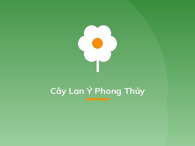 Cây Lan Ý Phong Thủy