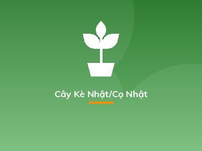 Cây Kè Nhật/Cọ Nhật