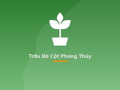 Trầu Bà Cột Phong Thủy