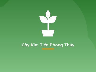 Cây Kim Tiền Phong Thủy
