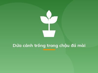 Dứa cảnh trồng trong chậu đá mài